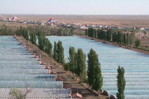 新疆生产建设兵团农八师136团蔬菜公司